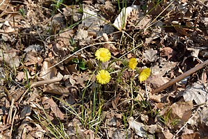 Schleswig-Holstein, Aukrug, Tönsheider Wald NIK 9825.JPG