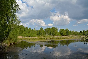 Schleswig-Holstein, Hasenmoor, FFH-Gebiet Hasenmoor NIK 0771.JPG