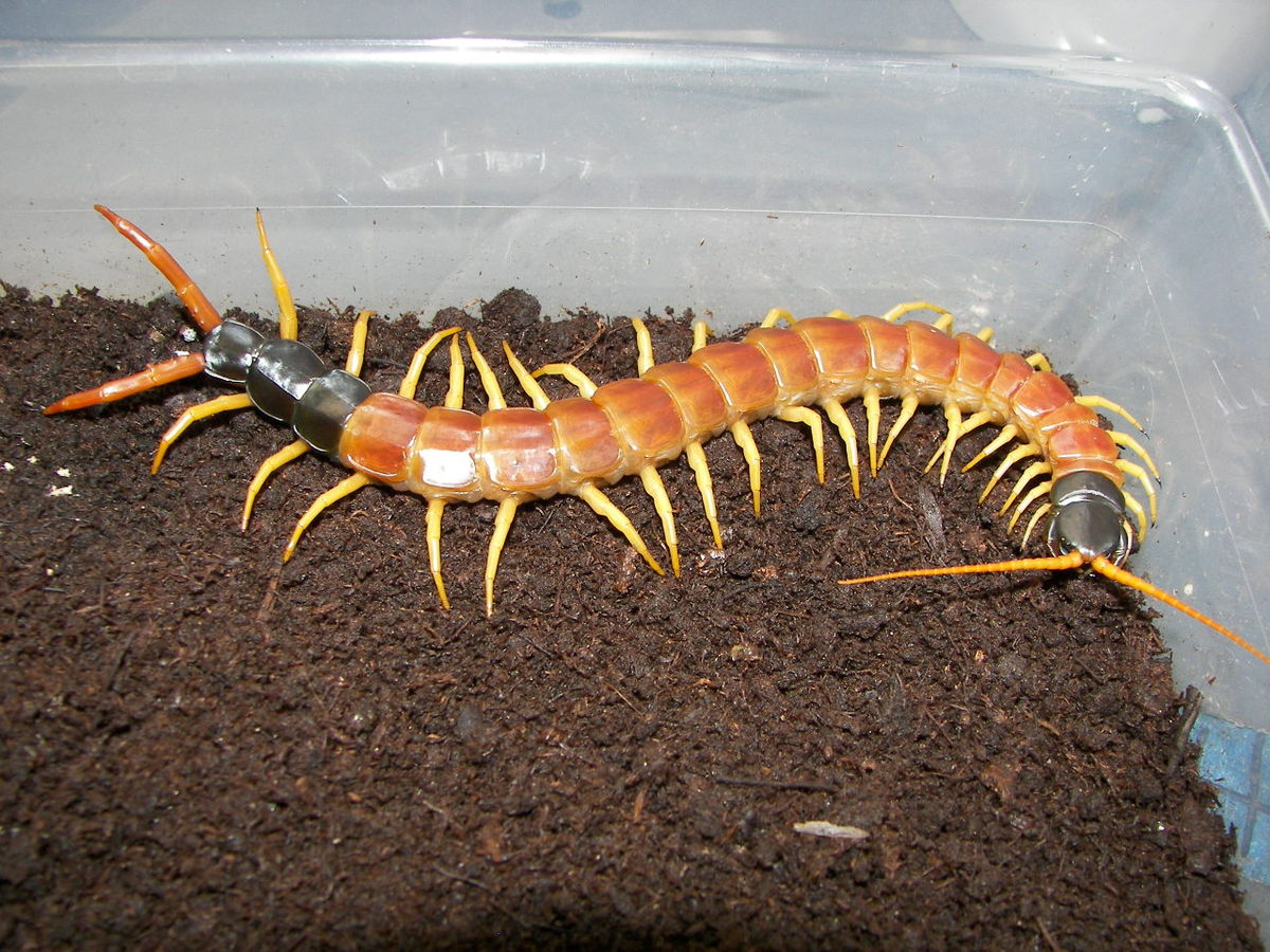 1200px-Scolopendra_heros.jpg