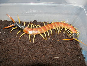 Descrierea imaginii Scolopendra heros.jpg.