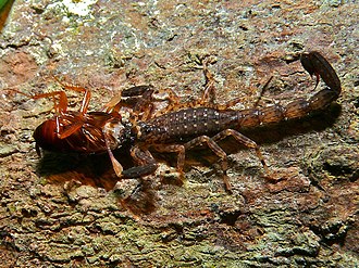 Scorpion du genre Lychas dévorant un cafard.