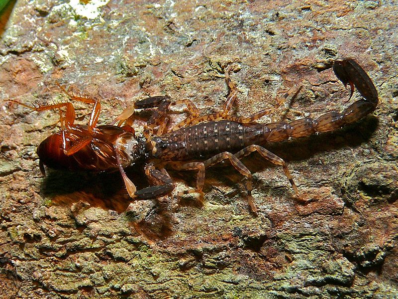 File:Scorpion (Lychas sp.) eating a cockroach (8445012932).jpg