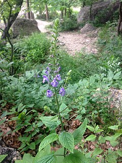 <i>Scutellaria ovata</i>