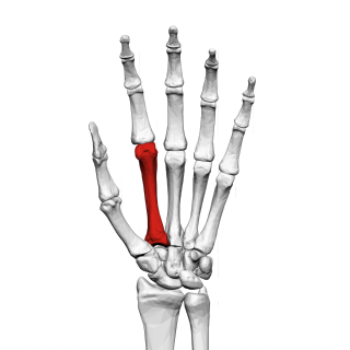 <span class="mw-page-title-main">Second metacarpal bone</span> Bone of the index finger