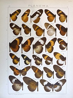 <i>Bematistes scalivittata</i> Species of butterfly