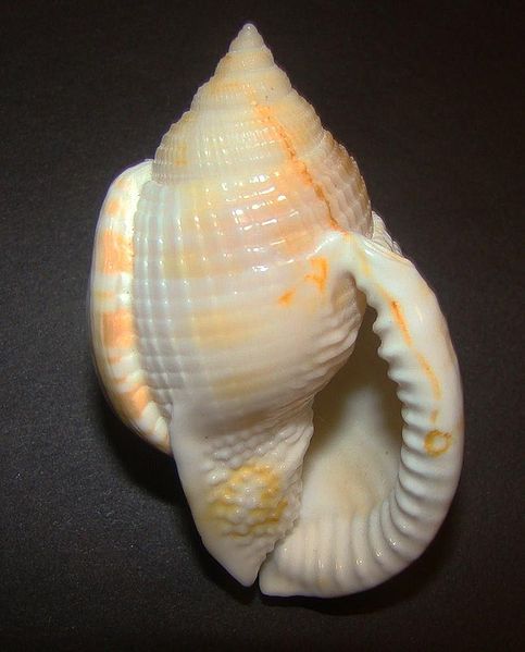 File:Semicassis Granulata Apertural.jpg