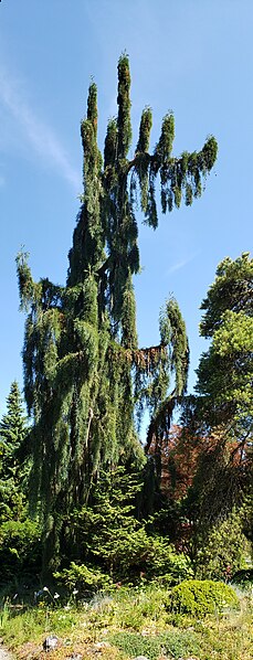 File:Sequoiadendron giganteum 'Pendulum'.jpg