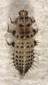 larva, Serangium maculigerum