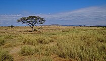 Typical savannah landscape