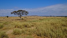 Serengeti-Landscape-2012.JPG