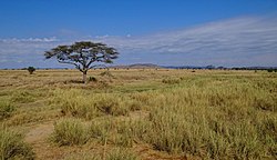 Tipikus tájkép a Serengetiben