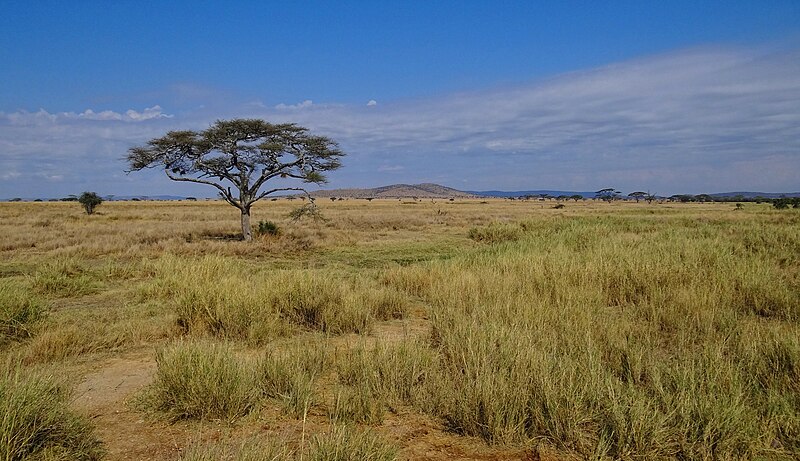 Vườn quốc gia Serengeti – Wikipedia tiếng Việt