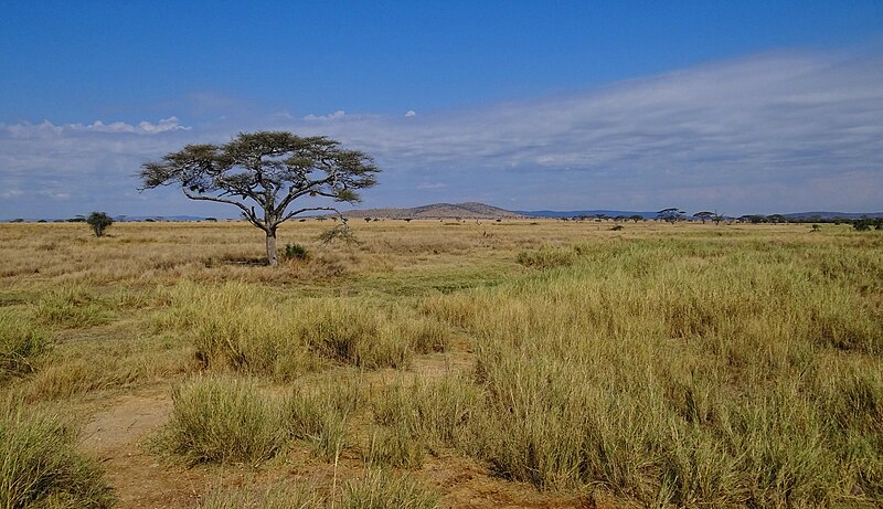 File:Serengeti-Landscape-2012.JPG