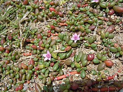 Sesuvium portulacastrum en Martinique