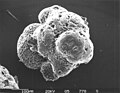 Diagenetically altered shell of foraminifera