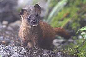 Sibirisches Wiesel im Pangolaha Wildlife Sanctuary, Indien