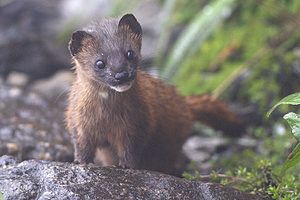 Siberian Weasel