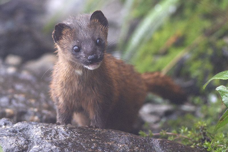 File:Siberian Weasel Pangolakha Wildlife Sanctuary East Sikkim India 14.05.2016.jpg
