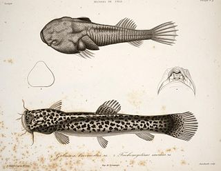 <i>Sicyases brevirostris</i> Species of fish