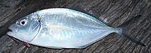 Silber trevally.jpg