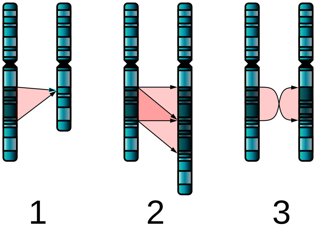 Mutation