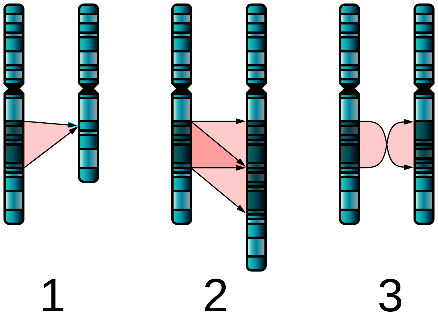 Хромосомные мутации делеция. Дубликация хромосомная мутация. Хромосомные аберрации дупликация. Делеция дупликация. Удвоение генов в хромосоме