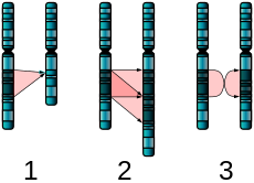 Single Chromosome Mutations.svg