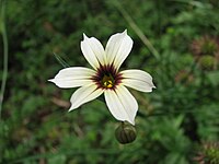 Sisyrinchium iridifolium