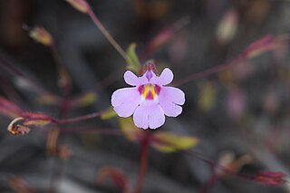 <i>Erythranthe gracilipes</i> Species of flowering plant