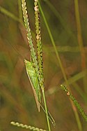 Slank Meadow Katydid - Conocephalus fasciatus fasciatus, Rhodes Pond, Godwin, North Carolina.jpg