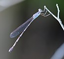 Slender reedling (female) 5972.jpg