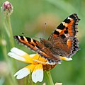 * Nomination Small tortoiseshell butterfly pollinating a flower on the grounds of Darjeeling Tourist Lodge (2 of 4 image series)--Subhrajyoti07 02:07, 25 April 2022 (UTC) * Decline  Oppose Too large unsharp areas. Parts of the flower overexposed. --Johannes Robalotoff 21:15, 29 April 2022 (UTC)