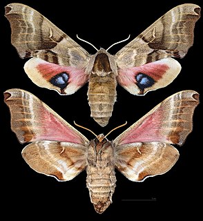 <i>Smerinthus jamaicensis</i> Species of moth