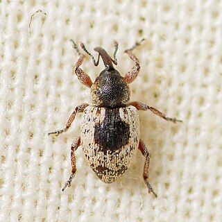 <i>Smicronyx quadrifer</i> Species of beetle