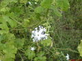 Snake gourd Flower.JPG