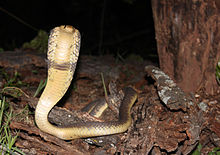 Schnauze Cobra, Naja Annulifera, Waterberg, Südafrika.jpg