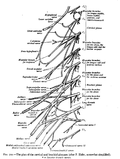 Thumbnail for Cervical spinal nerve 2