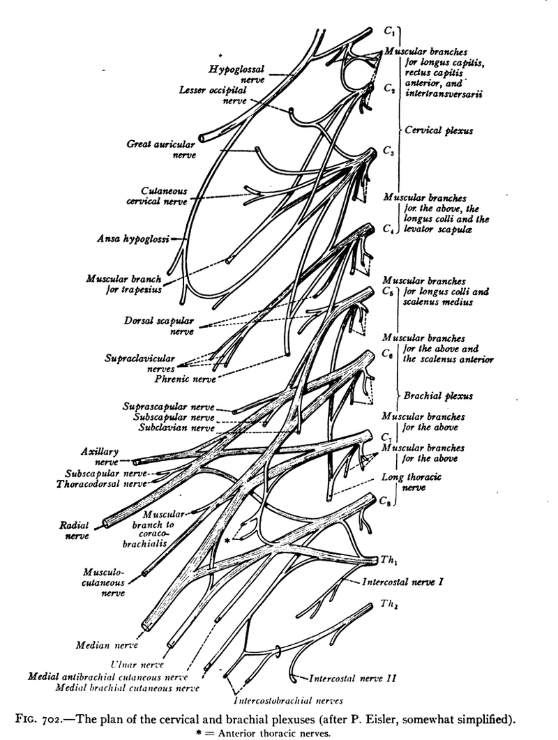 Ulnar nerve - Wikipedia