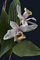 Sobralia turrialbina color form