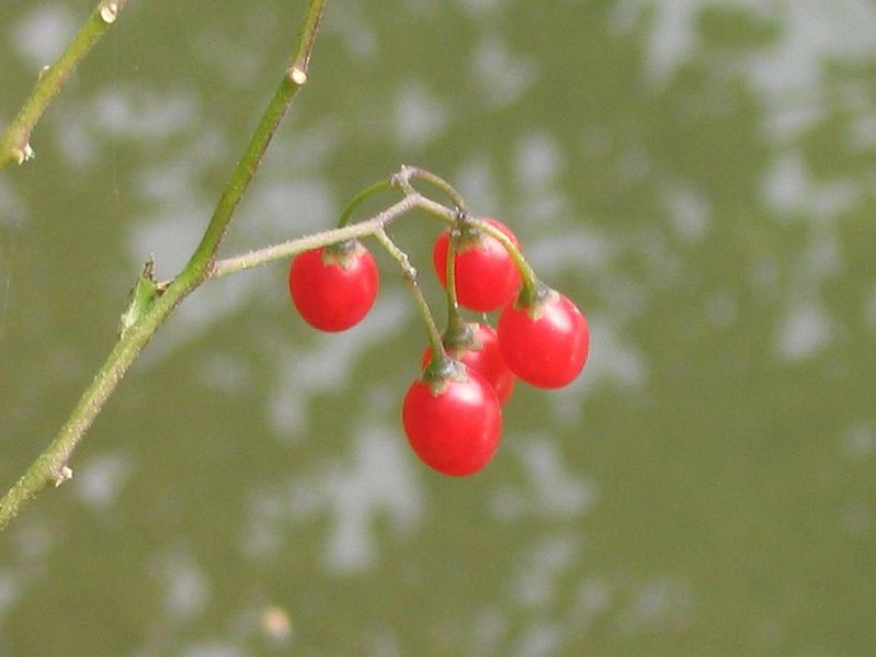 File:Solanum dulcamara.jpg