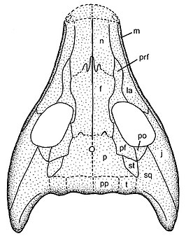 Solenodonsaurus