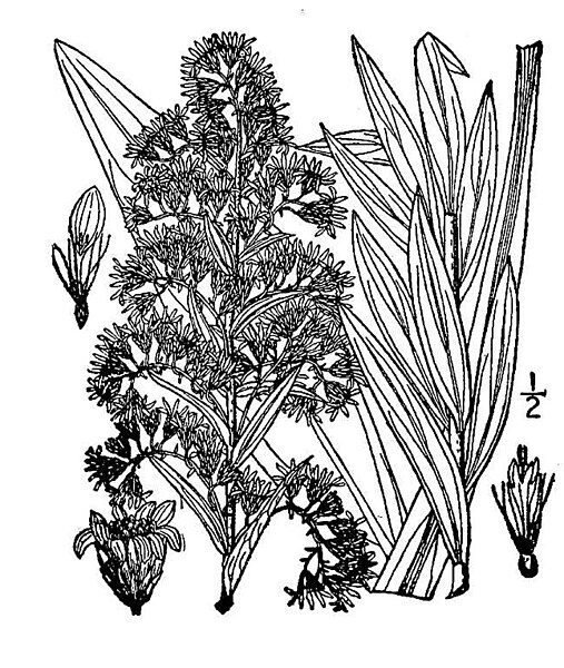 File:Solidago sempervirens01.jpg