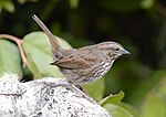 Thumbnail for File:Song Sparrow 5344.jpg