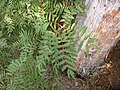 Sorbus americana American mountain-ash