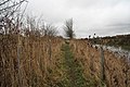 South Forty Foot Drain footpath - geograph.org.uk - 1198022.jpg