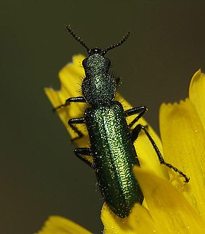 Popis tohoto obrázku, také komentován níže