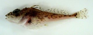 <span class="mw-page-title-main">Scaled sculpin</span> Group of fishes