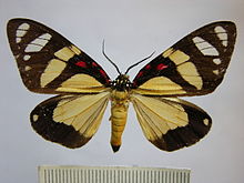 Sphaeromachia cubana.JPG