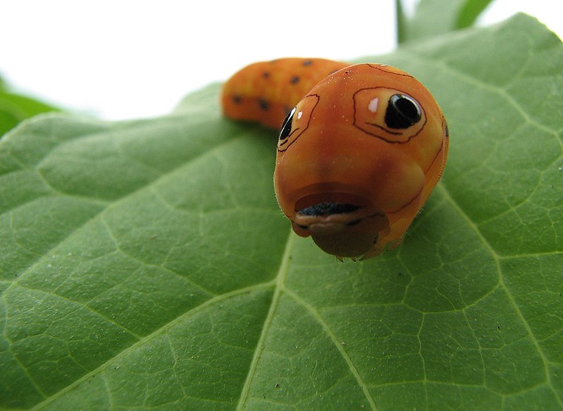 File:Spicebush swallowtail caterpillar head.jpg