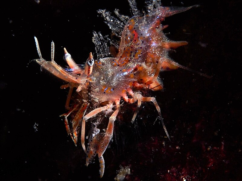 File:Spiny Tiger Shrimp (Phyllognathia ceratophthalma) (24066968859).jpg